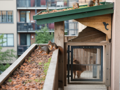 Wie baue ich einen naturnahen balkonkorridor für eichhörnchen und bestäuber ein ohne nachbarschaftliche konflik­te
