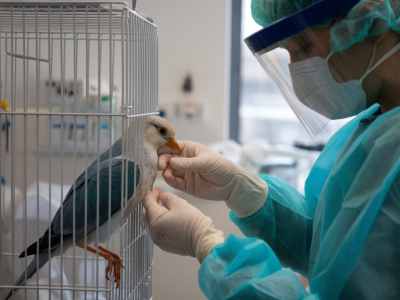 Welche fütterungsstrategie rettet verletzte wildvögel kurzfristig: notfallmix, dosierung und wann der tierarzt nötig ist