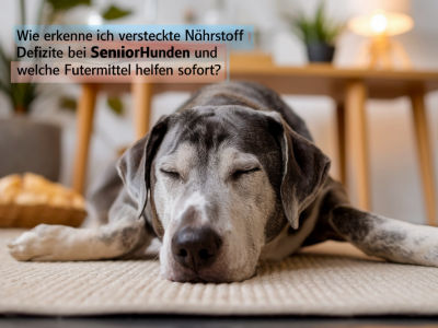 Wie erkenne ich versteckte nährstoffdefizite bei seniorhunden und welche fütterungspläne helfen sofort
