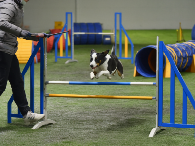 Wie trainiere ich meinen hund für agility ohne gesundheitliche risiken